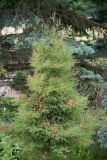 Thuja occidentalis. Молодое дерево (вересковидный культивар 'Ericoides'). Кировская обл., г. Киров, Ботанический сад Вятского государственного университета, в культуре. 07.07.2018.