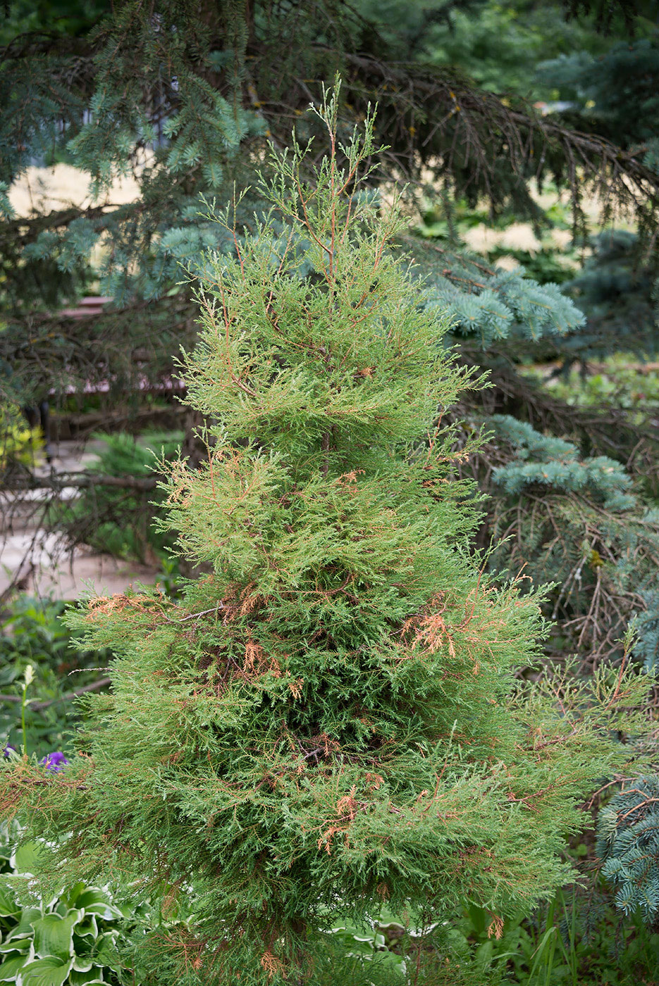 Image of Thuja occidentalis specimen.