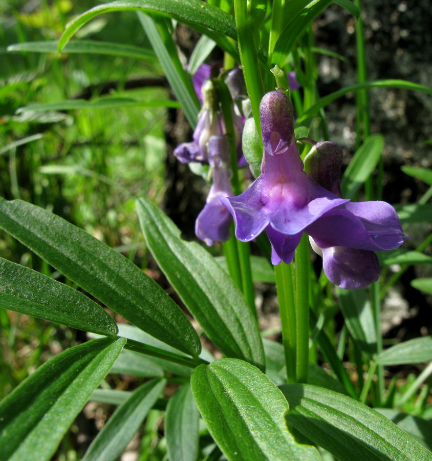 Изображение особи Lathyrus frolovii.