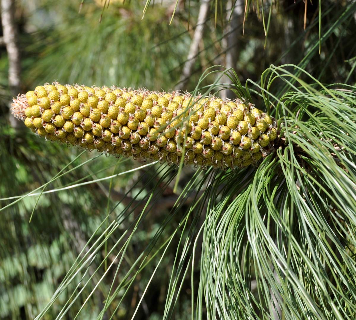 Image of genus Pinus specimen.