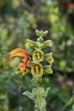 Salvia aurea