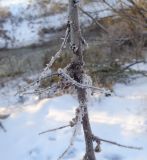 Padellus mahaleb. Часть побега с почками и остатками плодоножек в инее. Тверская обл., г. Тверь, Заволжский р-н, пос. Киселёво, берег канала ТЭЦ-3. 16 декабря 2018 г.