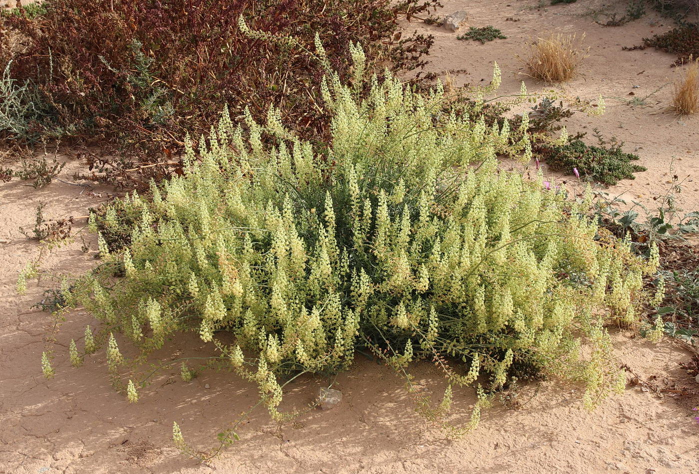 Image of Reseda lutea specimen.