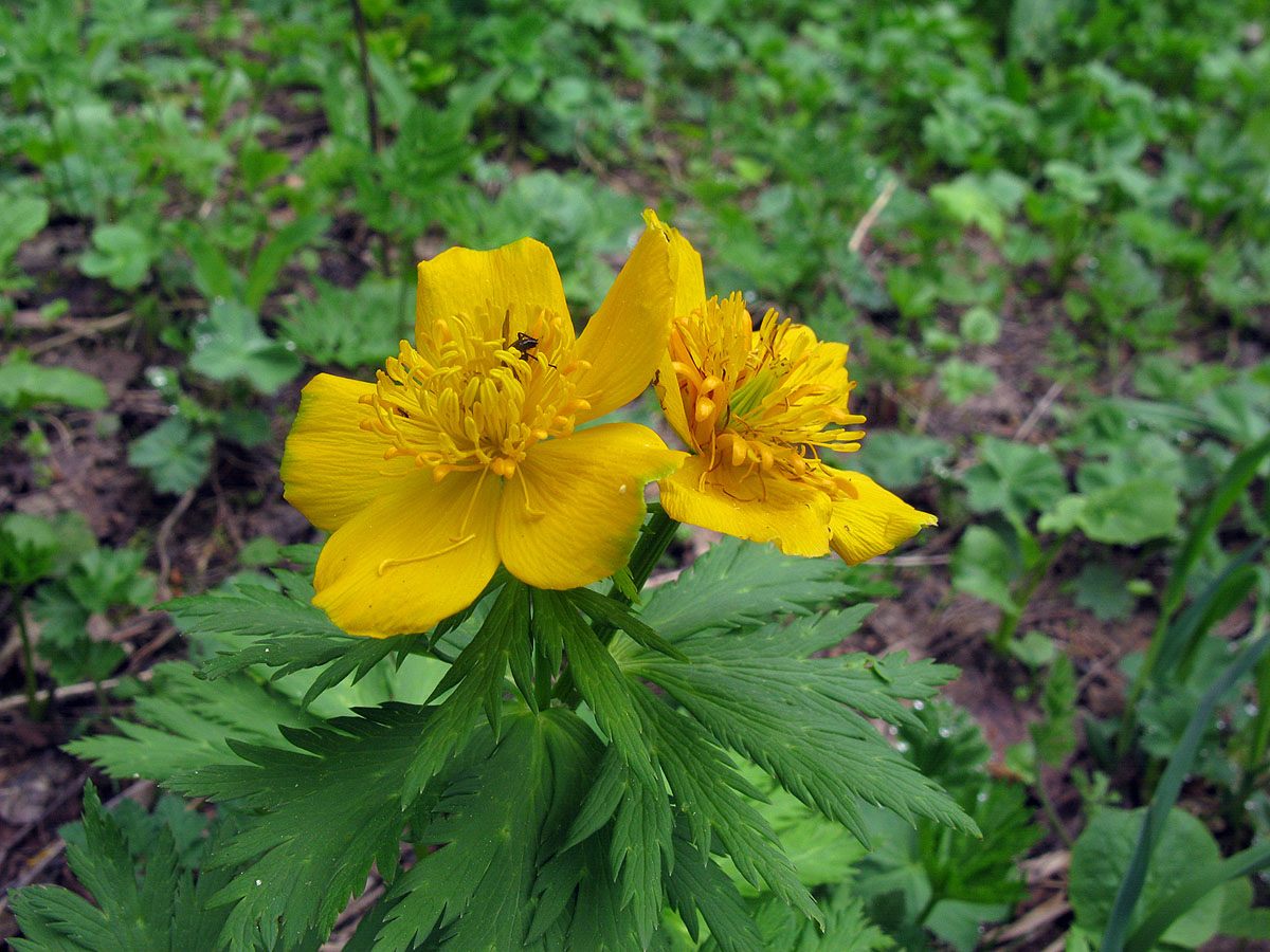 Изображение особи Trollius ranunculinus.