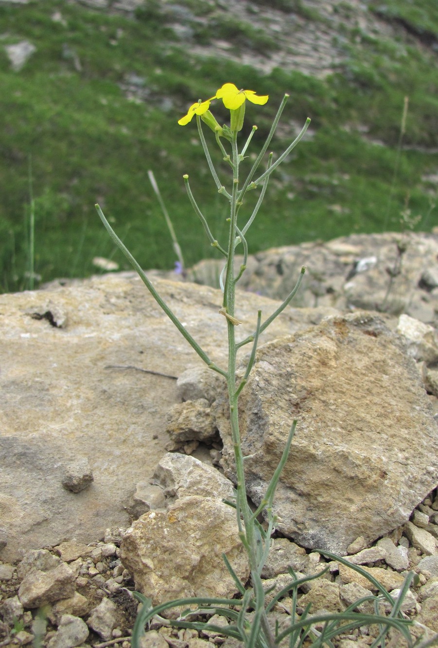 Image of Erysimum substrigosum specimen.