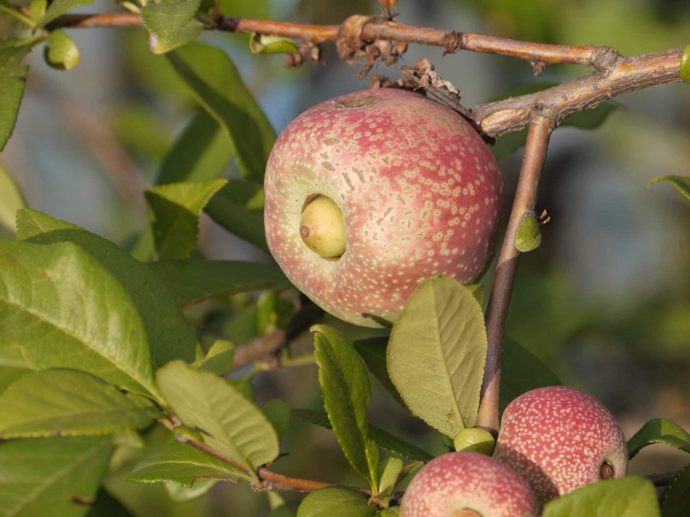 Image of genus Chaenomeles specimen.