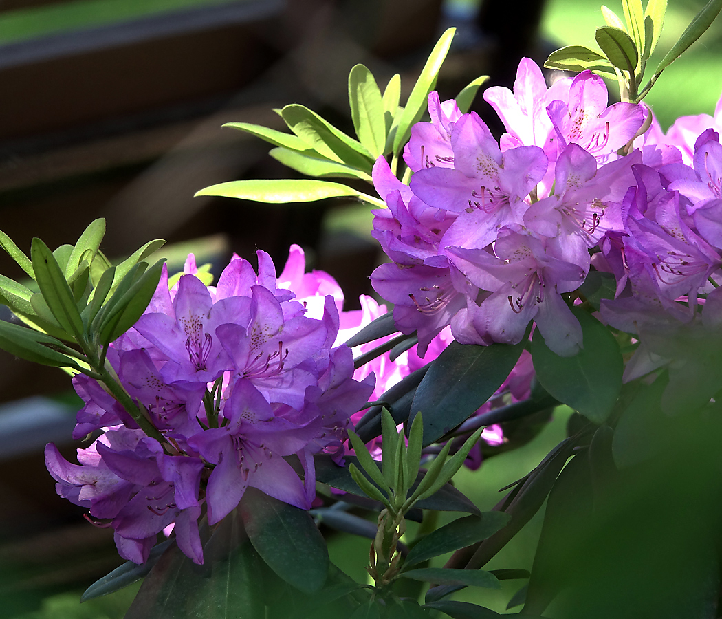 Изображение особи род Rhododendron.