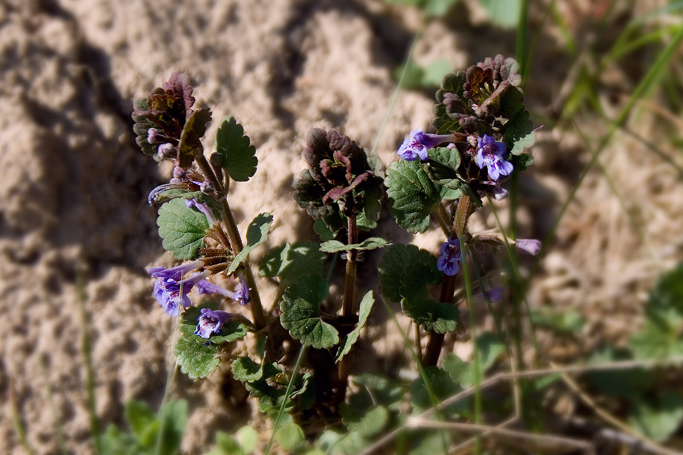 Image of Glechoma hederacea specimen.