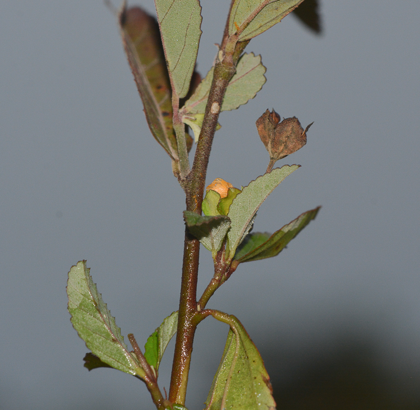 Image of Sida rhombifolia specimen.