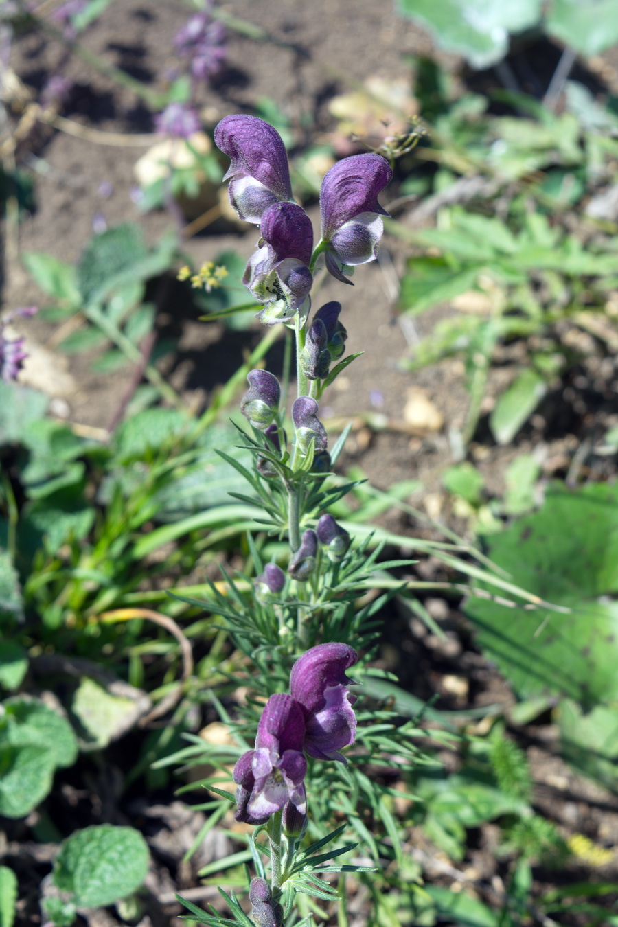 Image of Aconitum confertiflorum specimen.