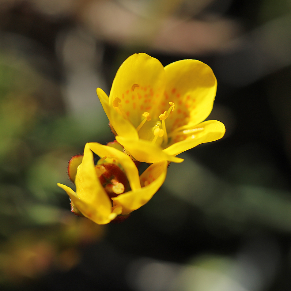 Image of Saxifraga flagellaris specimen.