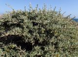 Teucrium brevifolium. Часть кроны плодоносящнго кустарника. Греция, Эгейское море, о. Парос, пос. Дриос, высокий обрывистый берег моря. 06.05.2019.