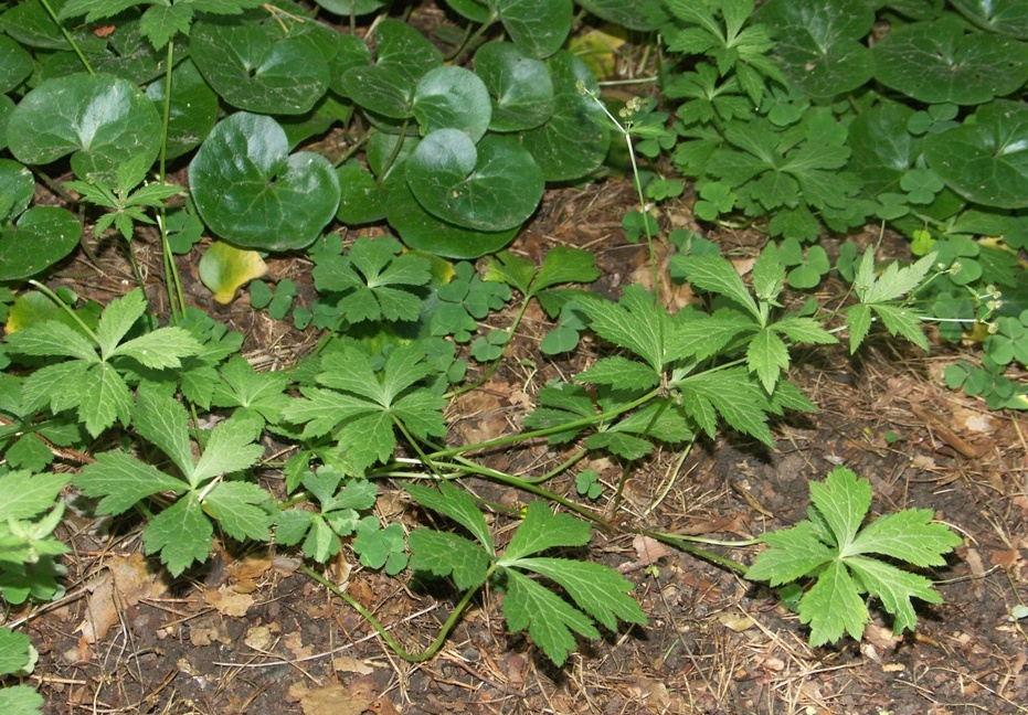 Изображение особи Sanicula uralensis.