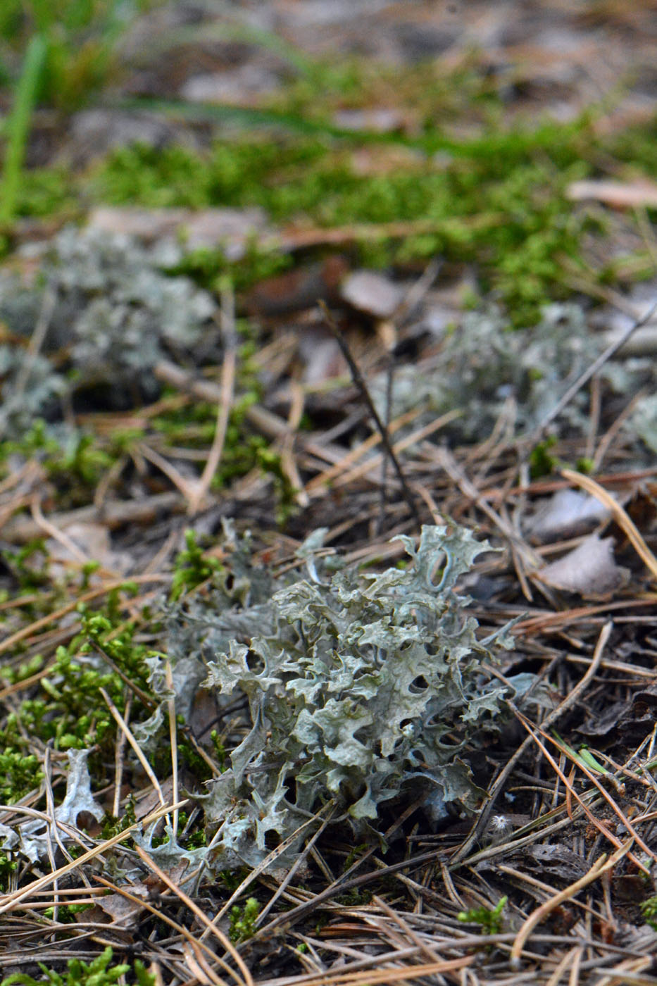 Image of Cetraria islandica specimen.