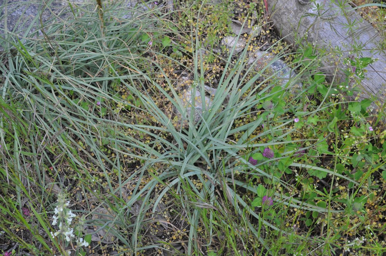 Изображение особи Asphodeline lutea.