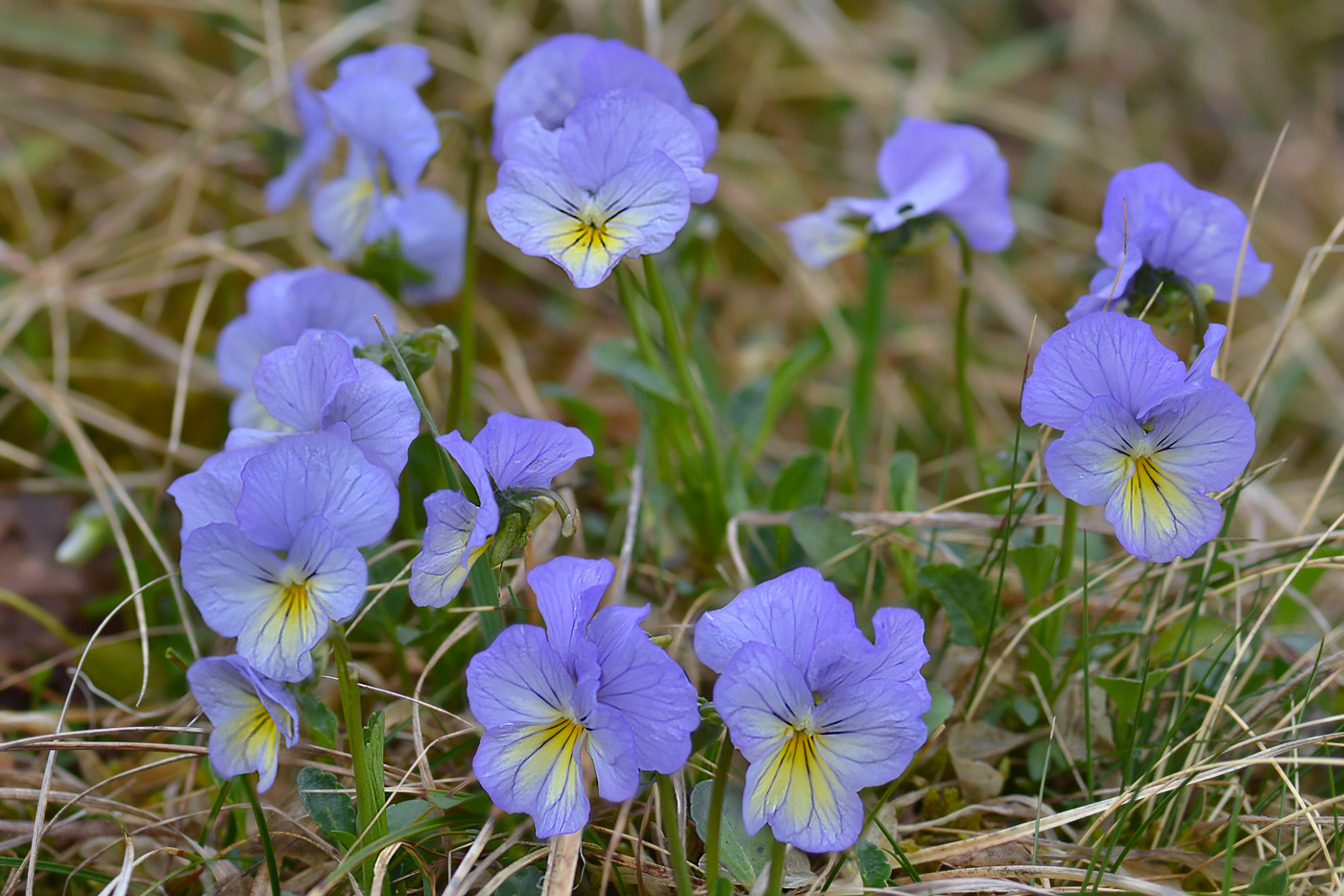 Изображение особи Viola oreades.