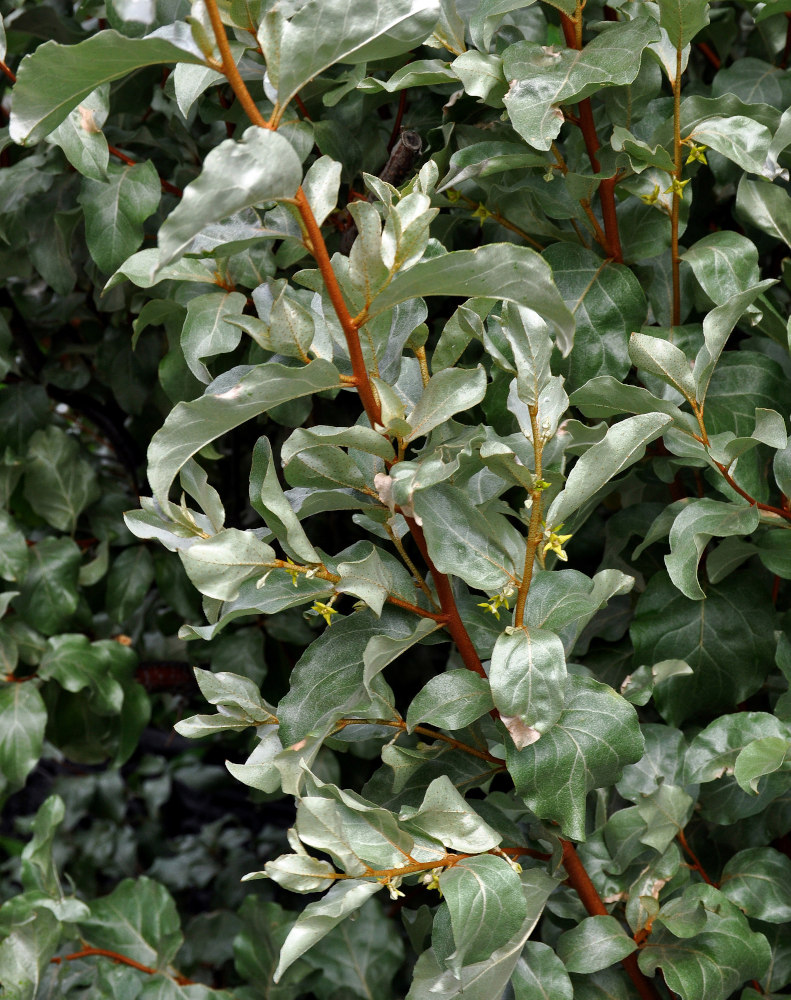 Image of Elaeagnus commutata specimen.