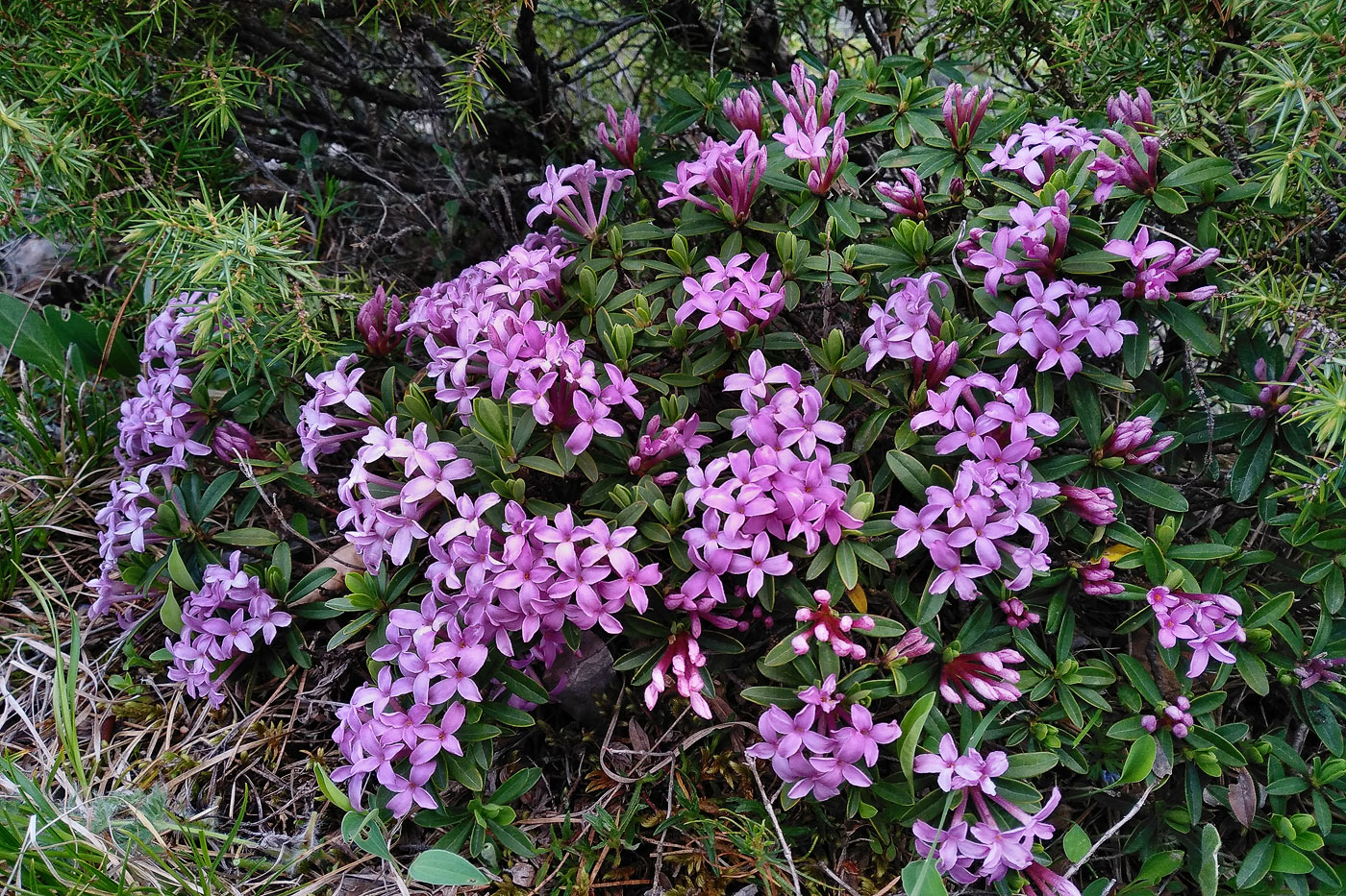 Изображение особи Daphne circassica.