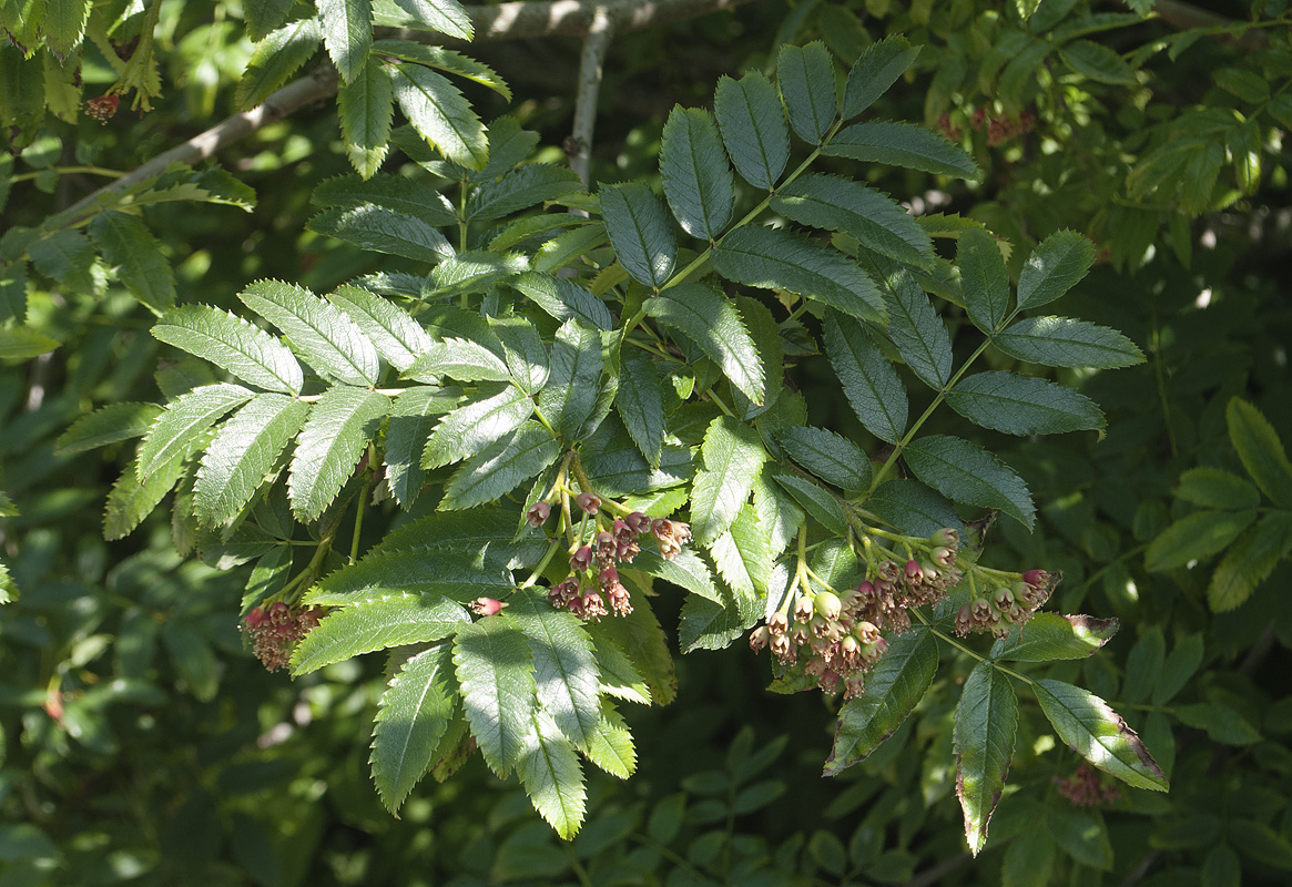 Изображение особи Sorbus sambucifolia.