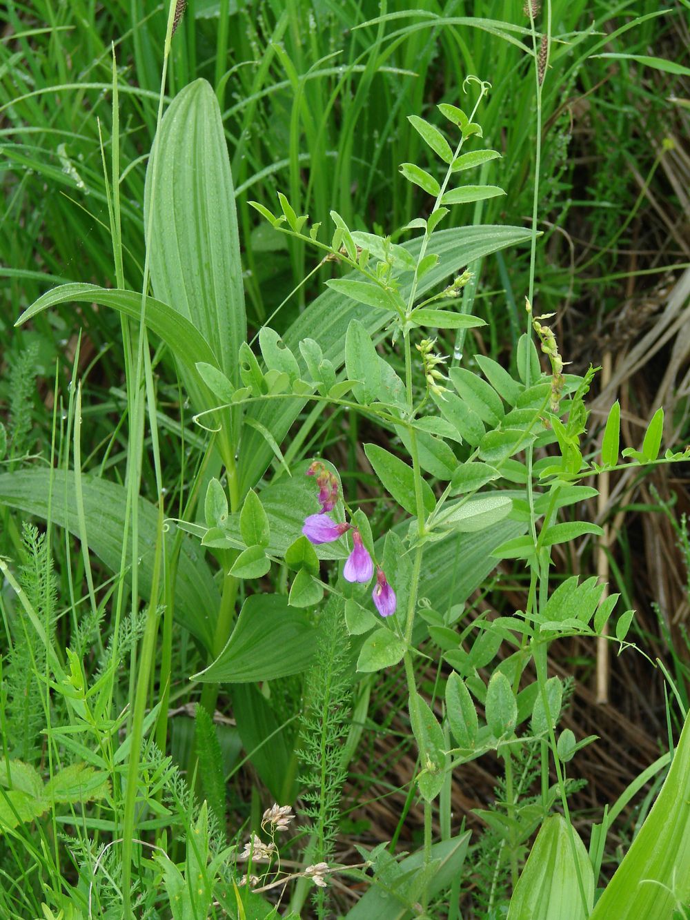 Image of Vicia amoena specimen.