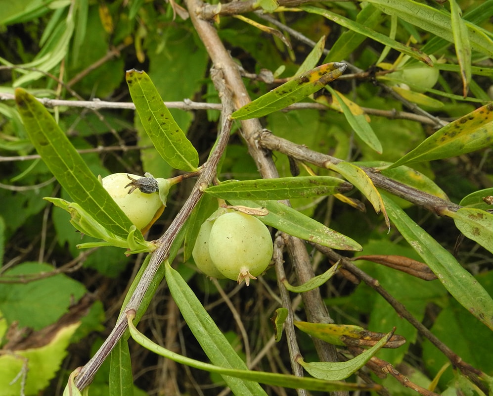 Изображение особи Lonicera alberti.