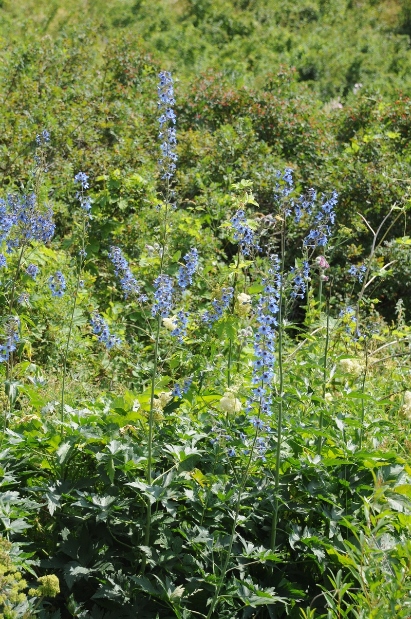 Image of Delphinium elatum specimen.