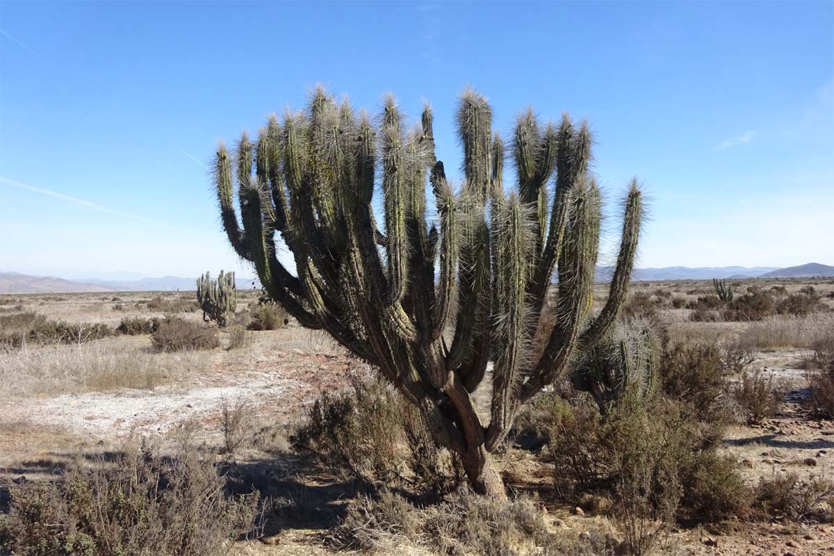 Image of Eulychnia acida specimen.