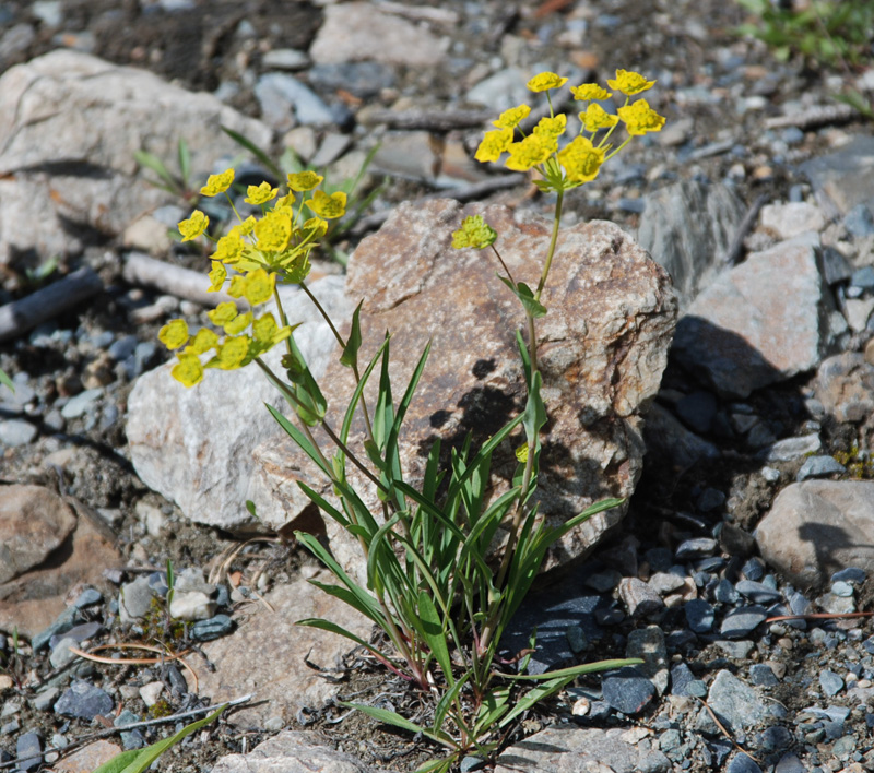 Image of Bupleurum multinerve specimen.