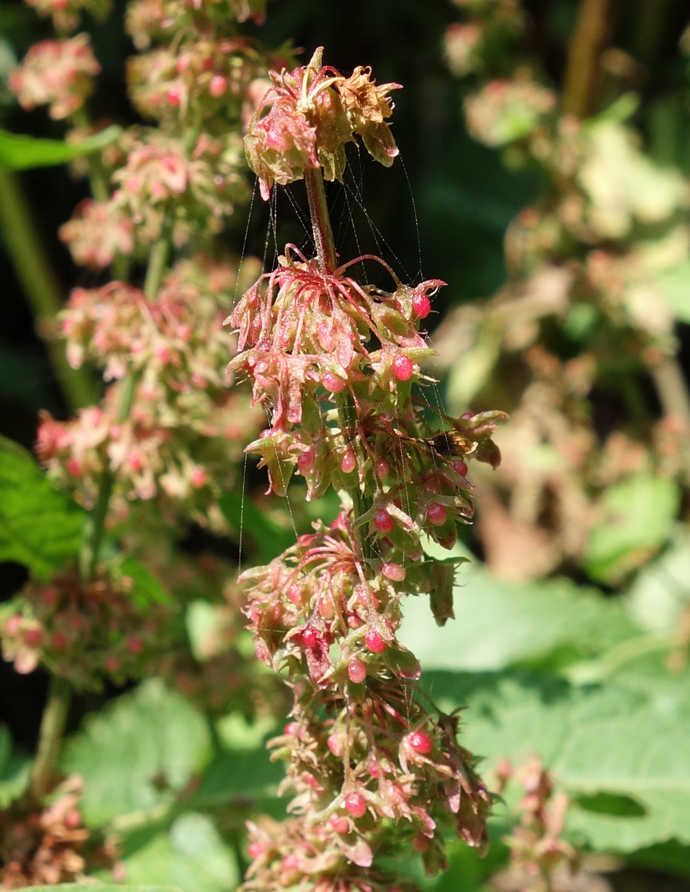 Image of Rumex obtusifolius specimen.