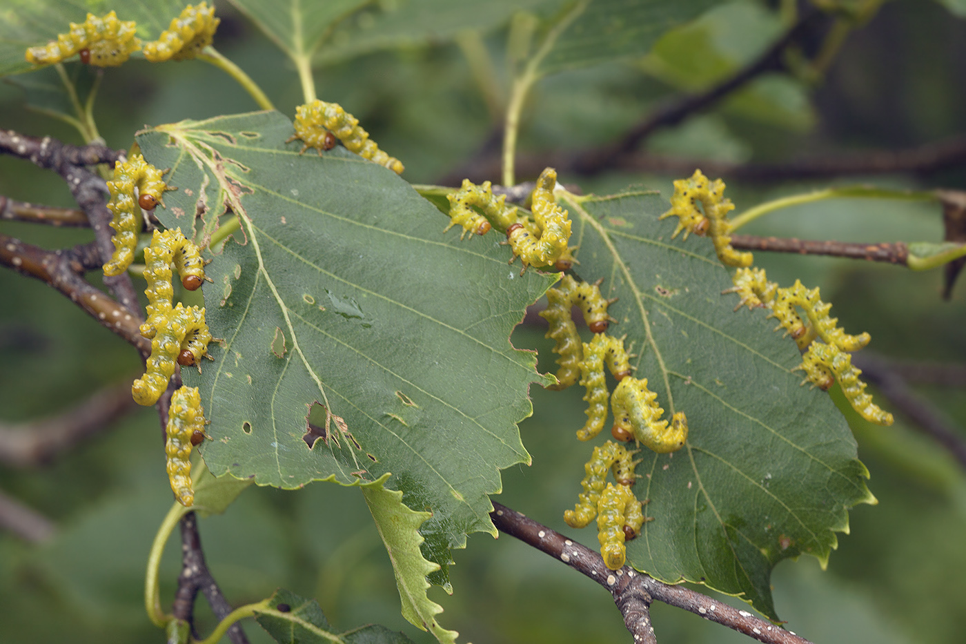 Изображение особи Betula ermanii.