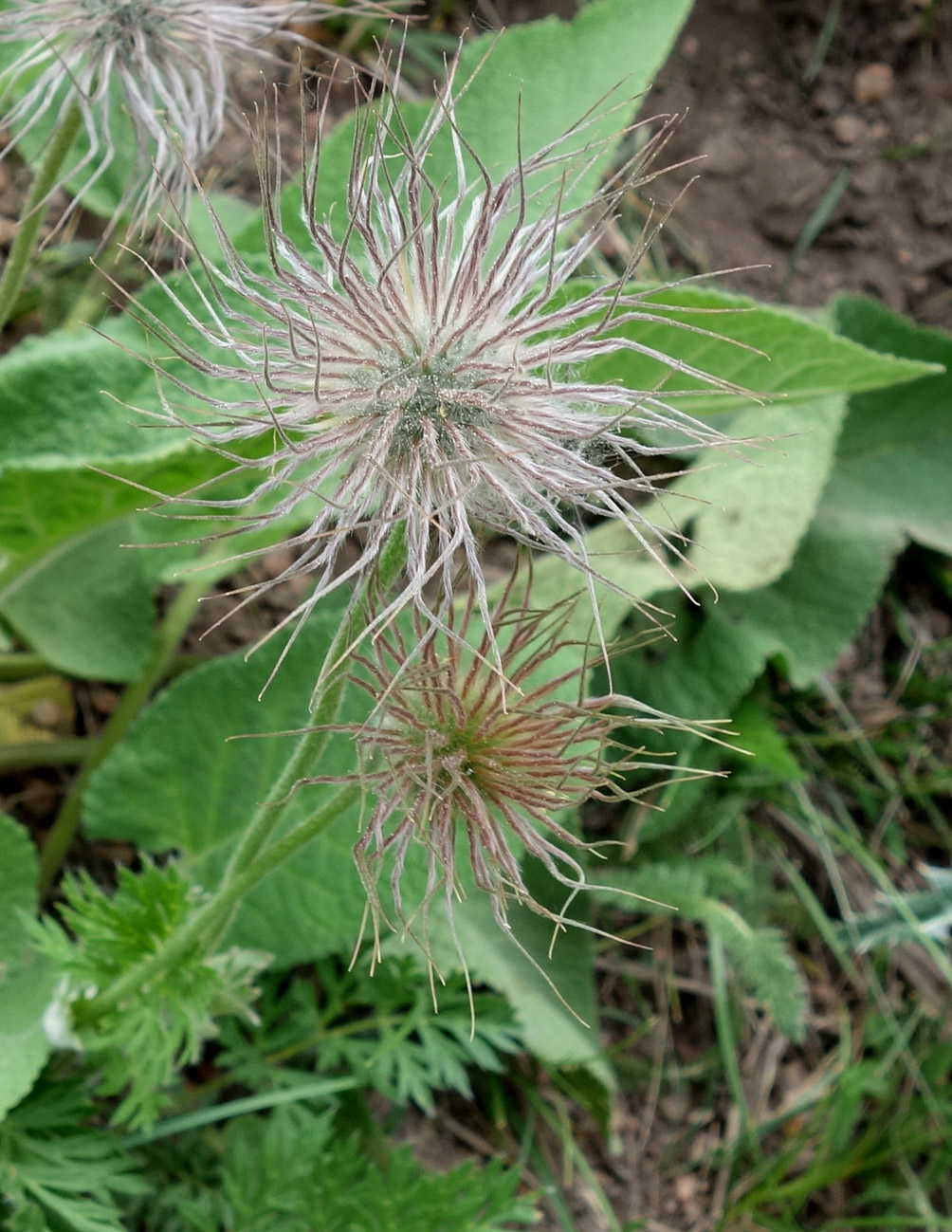 Изображение особи Pulsatilla campanella.