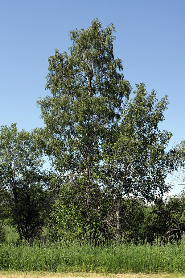 Изображение особи Betula pendula.