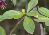 Barnadesia dombeyana