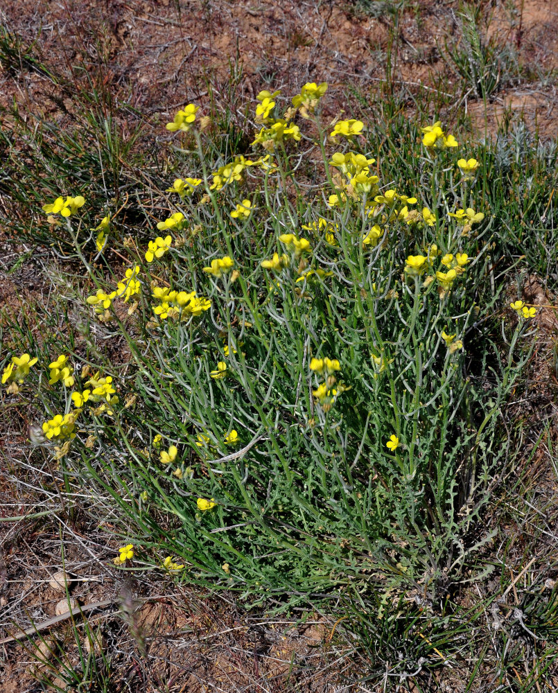 Изображение особи Sterigmostemum caspicum.