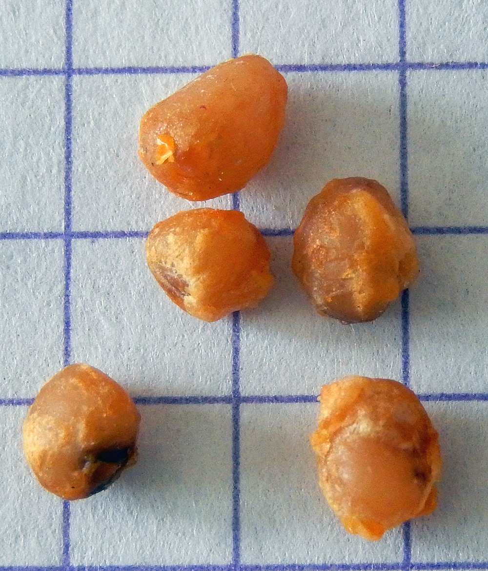 Image of Convallaria majalis specimen.