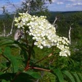 Sorbus sibirica