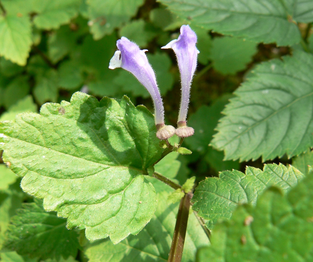 Image of Scutellaria dentata specimen.