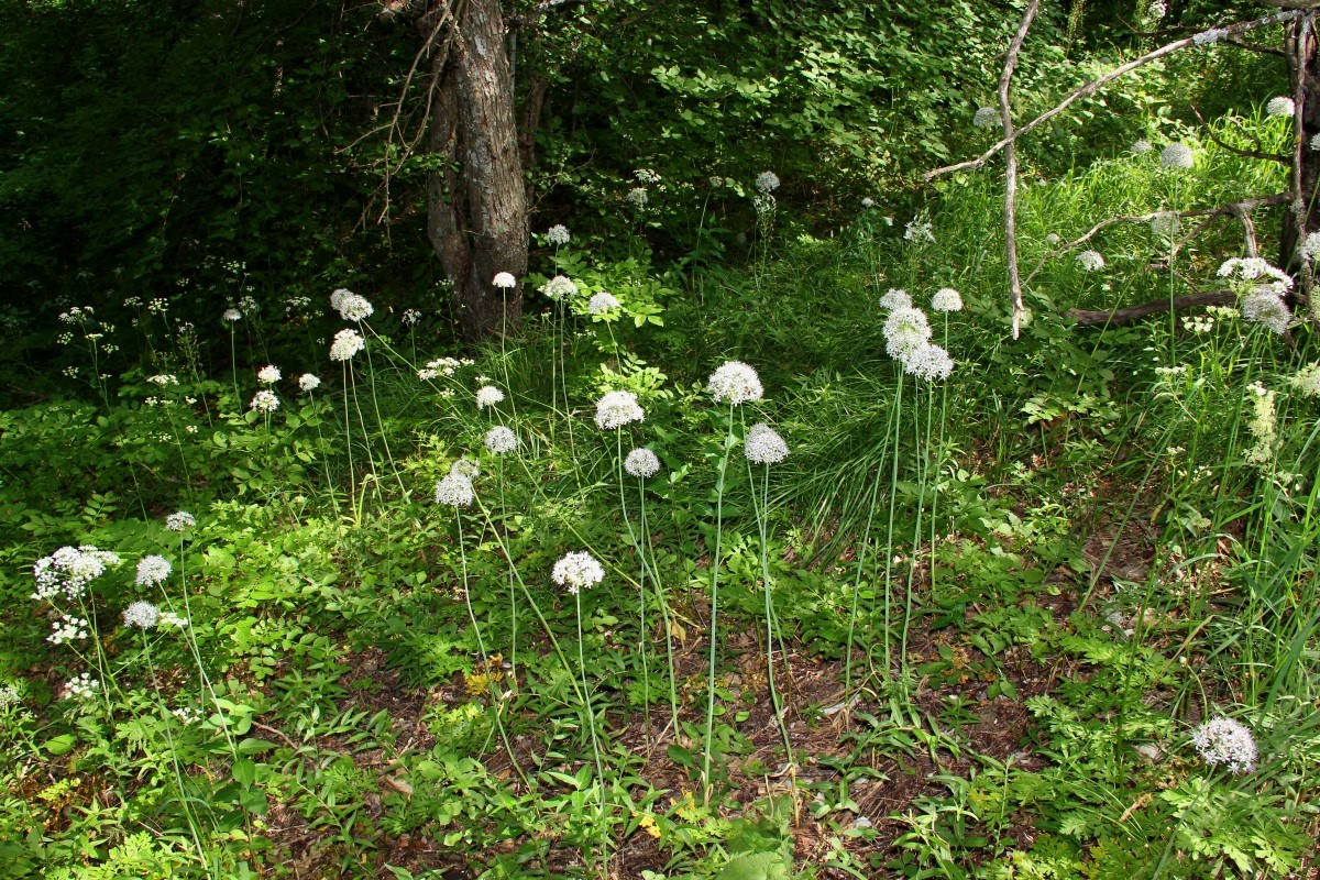 Image of Allium decipiens specimen.