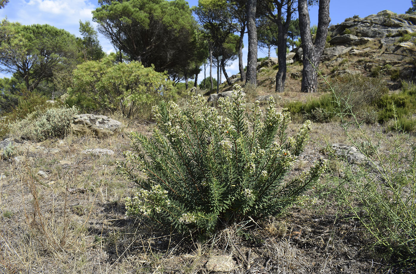 Image of Daphne gnidium specimen.