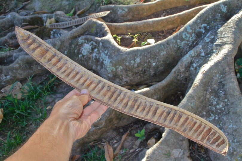 Image of Delonix regia specimen.