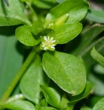 род Stellaria. Верхушка побега с цветком. Перу, г. Лима, р-н Мирафлорес, бульвар, между деревьями. 08.10.2019.