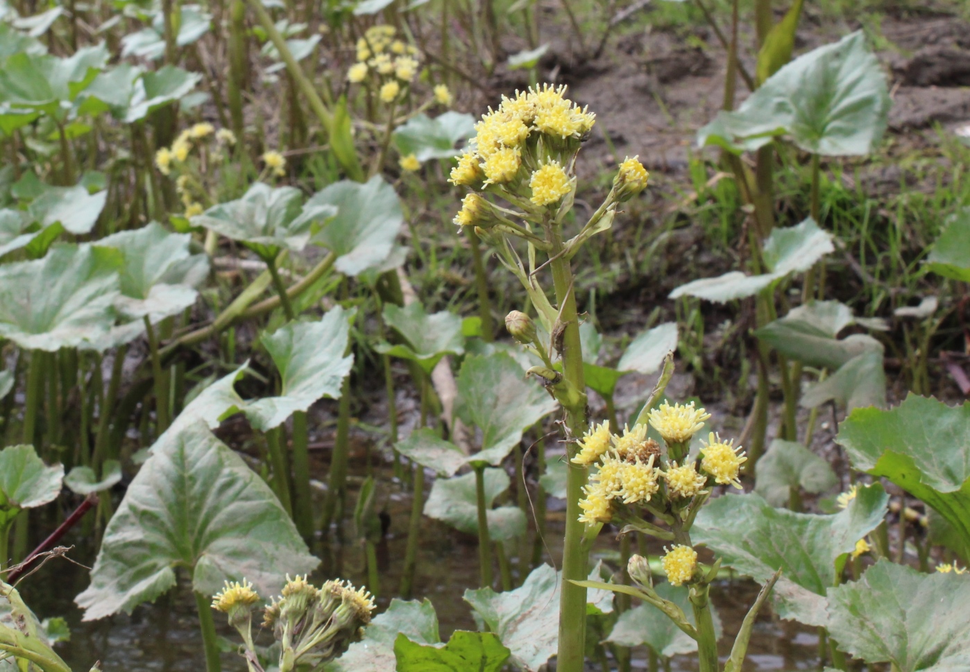 Image of Petasites radiatus specimen.