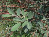 genus Cotoneaster