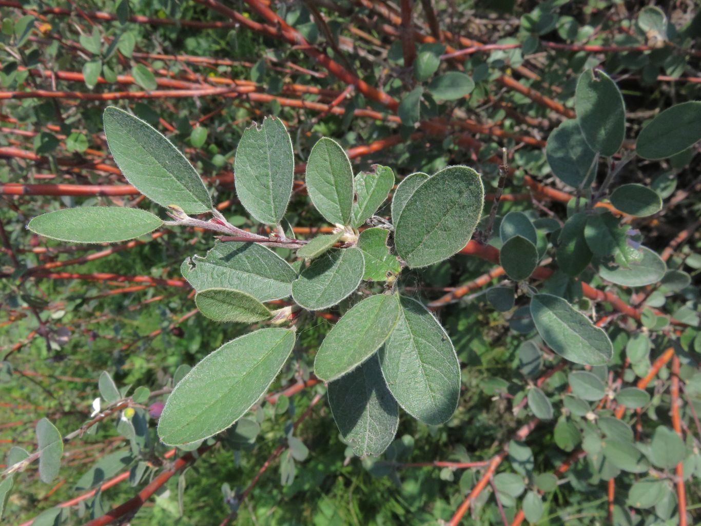 Изображение особи род Cotoneaster.