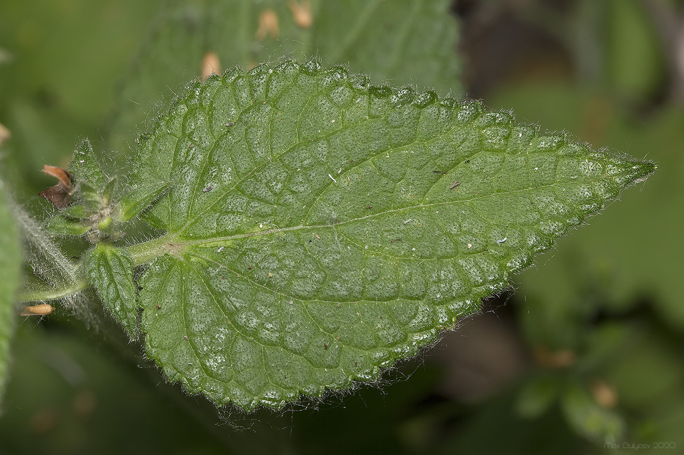 Image of Stachys sylvatica specimen.