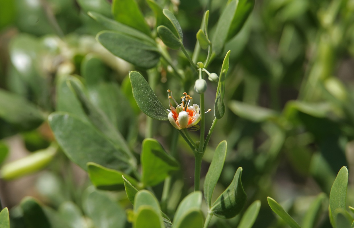 Image of Zygophyllum fabago ssp. orientale specimen.