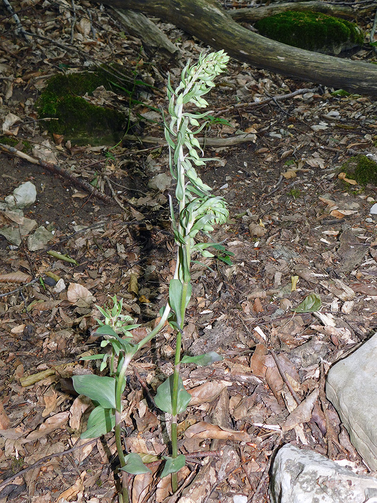 Image of Epipactis condensata specimen.