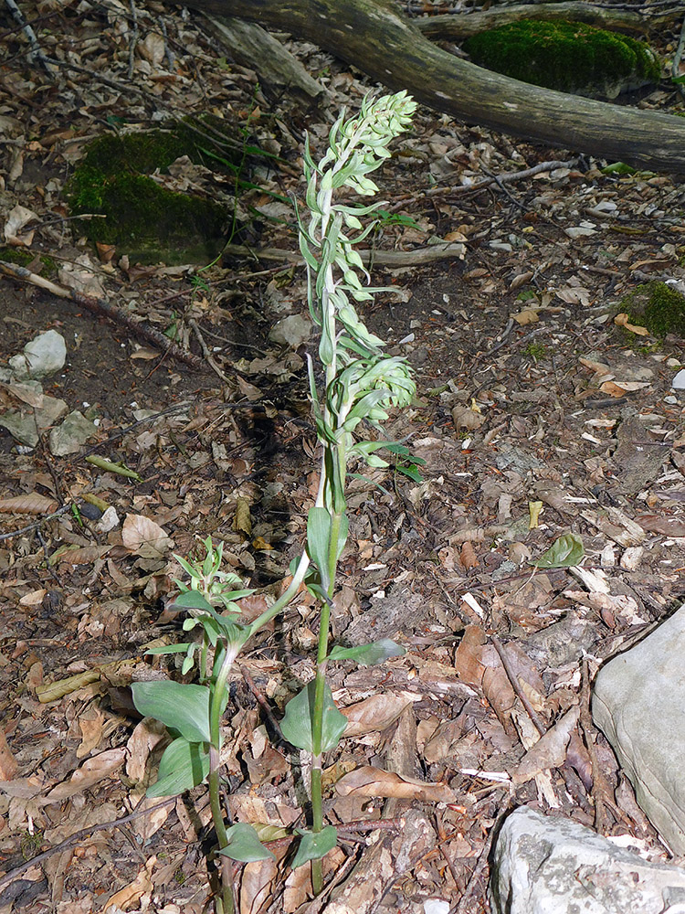 Изображение особи Epipactis condensata.