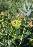 Euphorbia latifolia