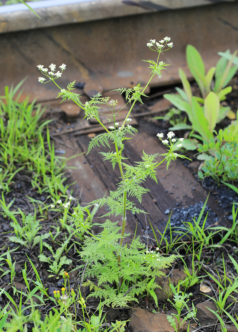 Изображение особи Sphallerocarpus gracilis.